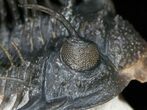 Large Spiny Comura Trilobite - Awesome Eyes! #11927-8
